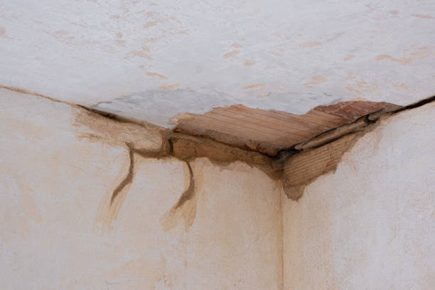 Best Carpet water damage restoration  in Plainview, MN