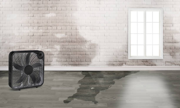 Best Emergency water damage restoration  in Plainview, MN